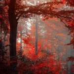 Red Forest desktop