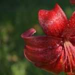 Red Lily high definition photo