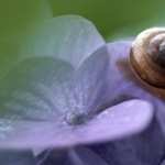 Snail Macro images