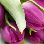 Violet Tulips hd desktop