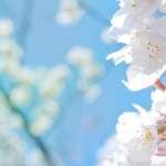 White Blossoms pics