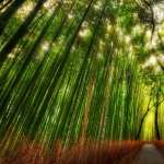Bamboo Forest new wallpapers