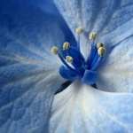 Blue Flower images