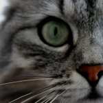 Cat Close Up photos