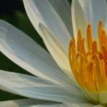 White Lotus high quality wallpapers