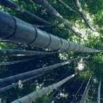 Bamboo Forest free download