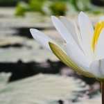 White Lotus desktop
