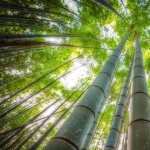 Bamboo Forest images