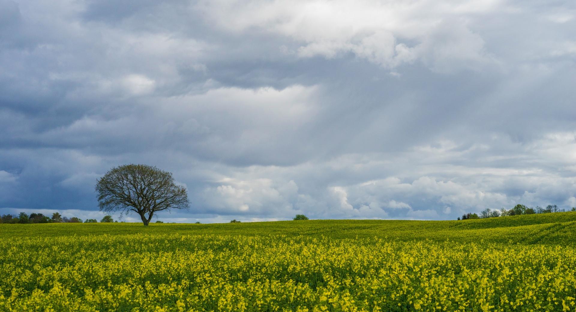 A Sea Of Yellow Rapeseed Flowers at 750 x 1334 iPhone 6 size wallpapers HD quality