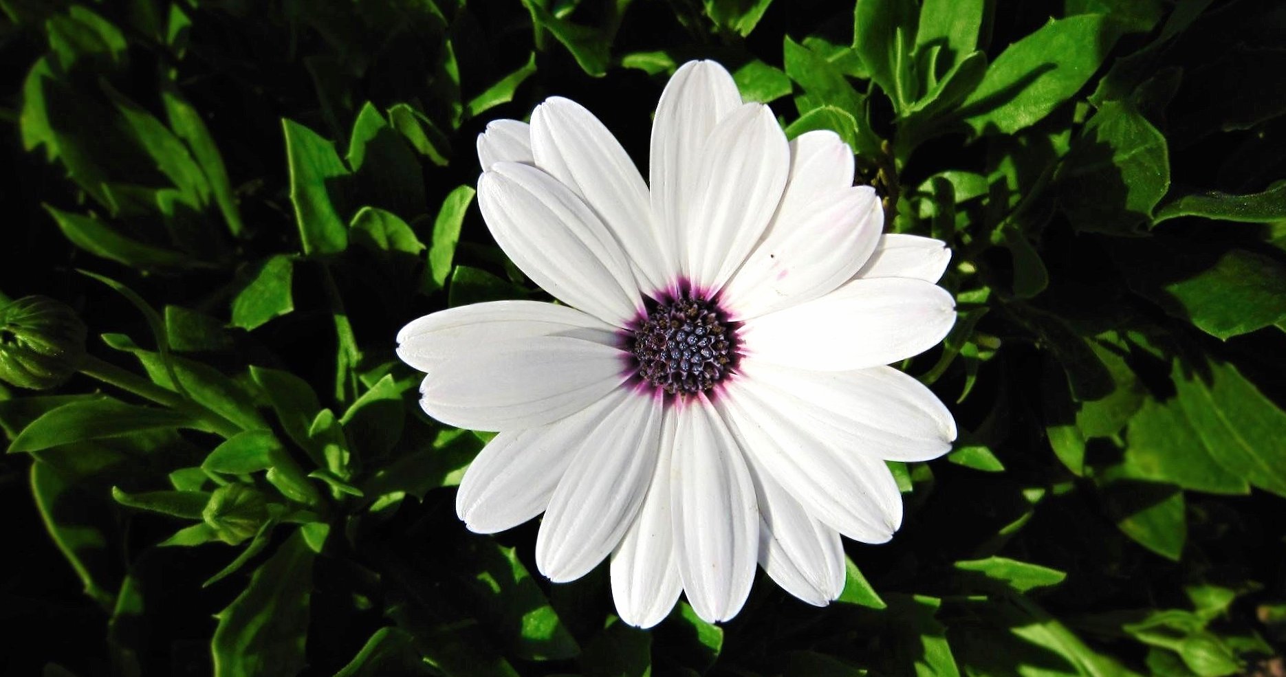 African Daisy wallpapers HD quality