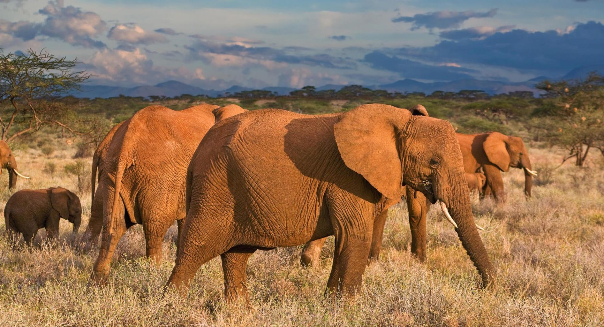 African Elephants Samburu National Reserve Kenya at 320 x 480 iPhone size wallpapers HD quality