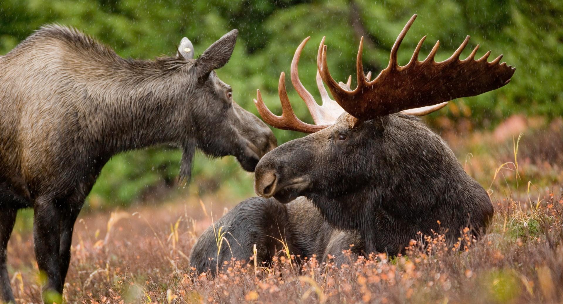 Alaskan Moose Pair at 320 x 480 iPhone size wallpapers HD quality
