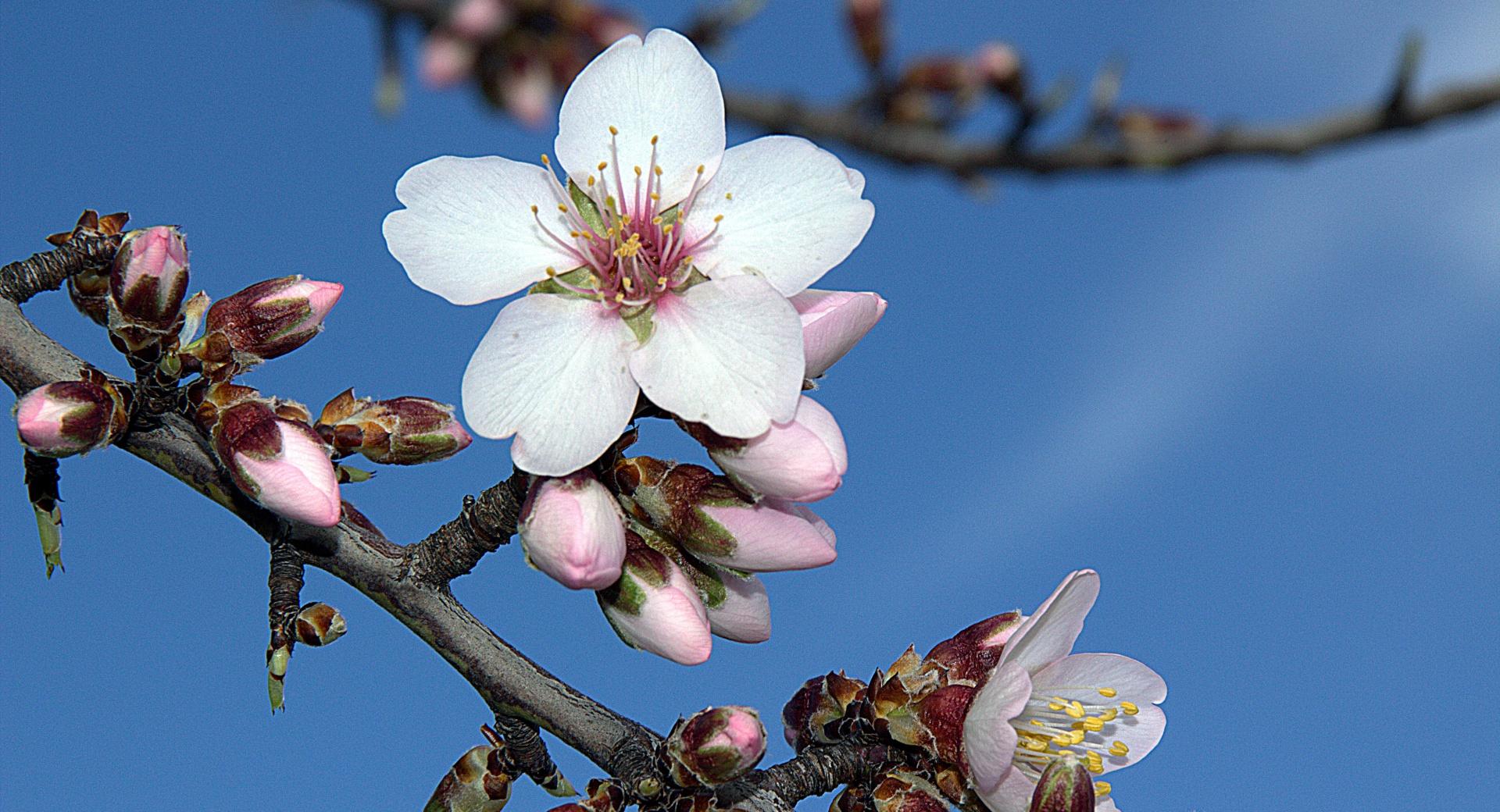 Almond Blossom wallpapers HD quality