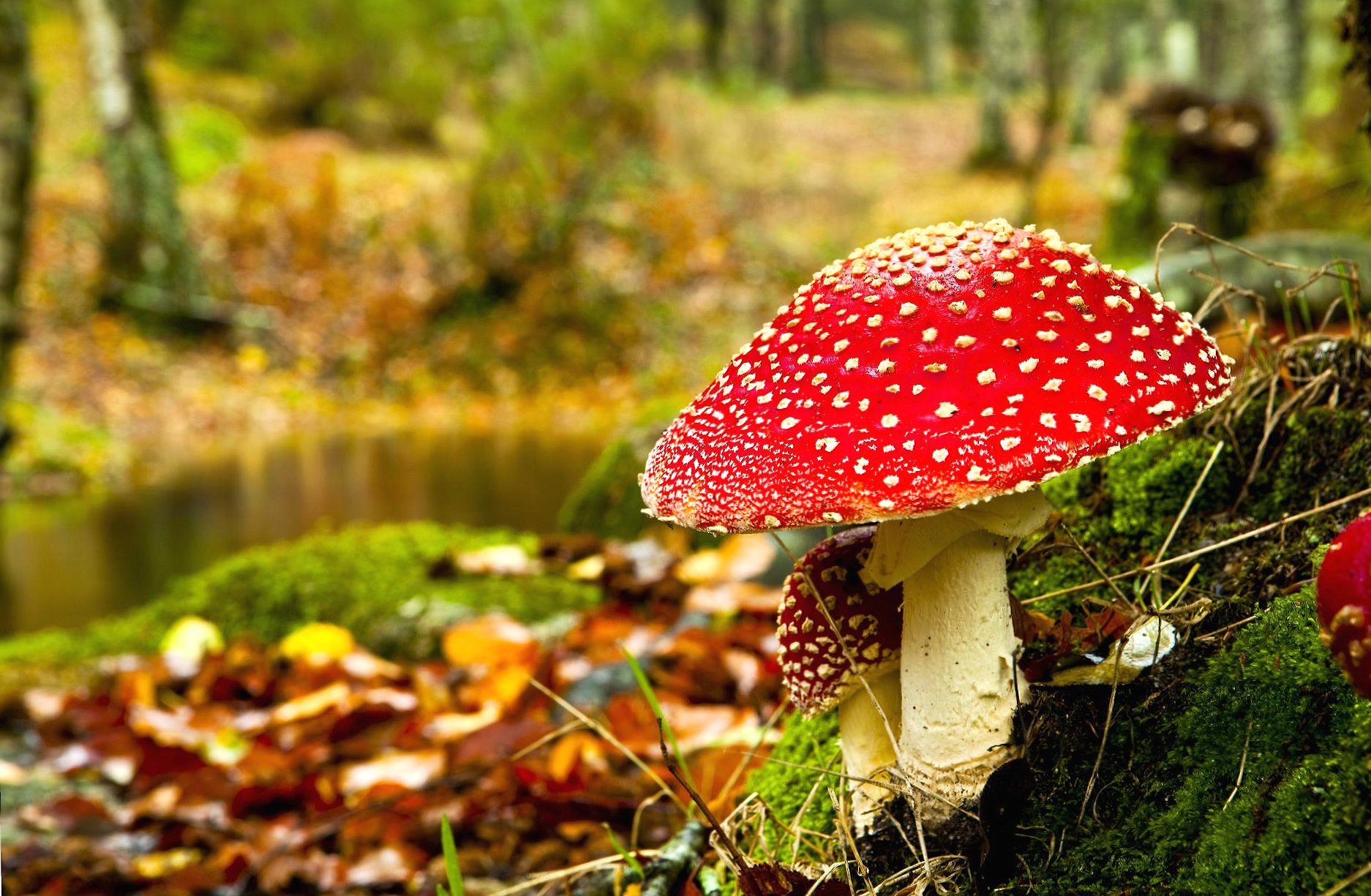 Amanita muscaria mushroom at 1600 x 1200 size wallpapers HD quality