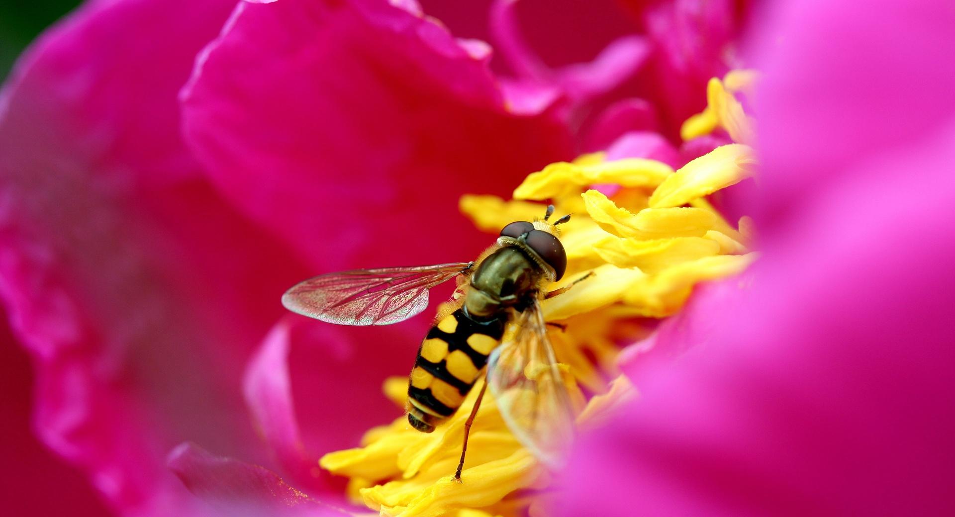 Amazing Macro Insect wallpapers HD quality