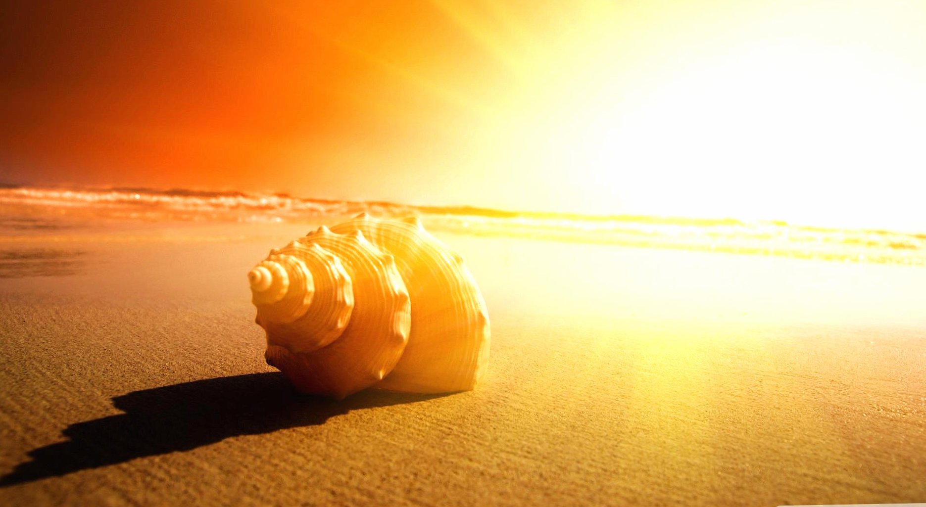 Amazing shell in sunset wallpapers HD quality