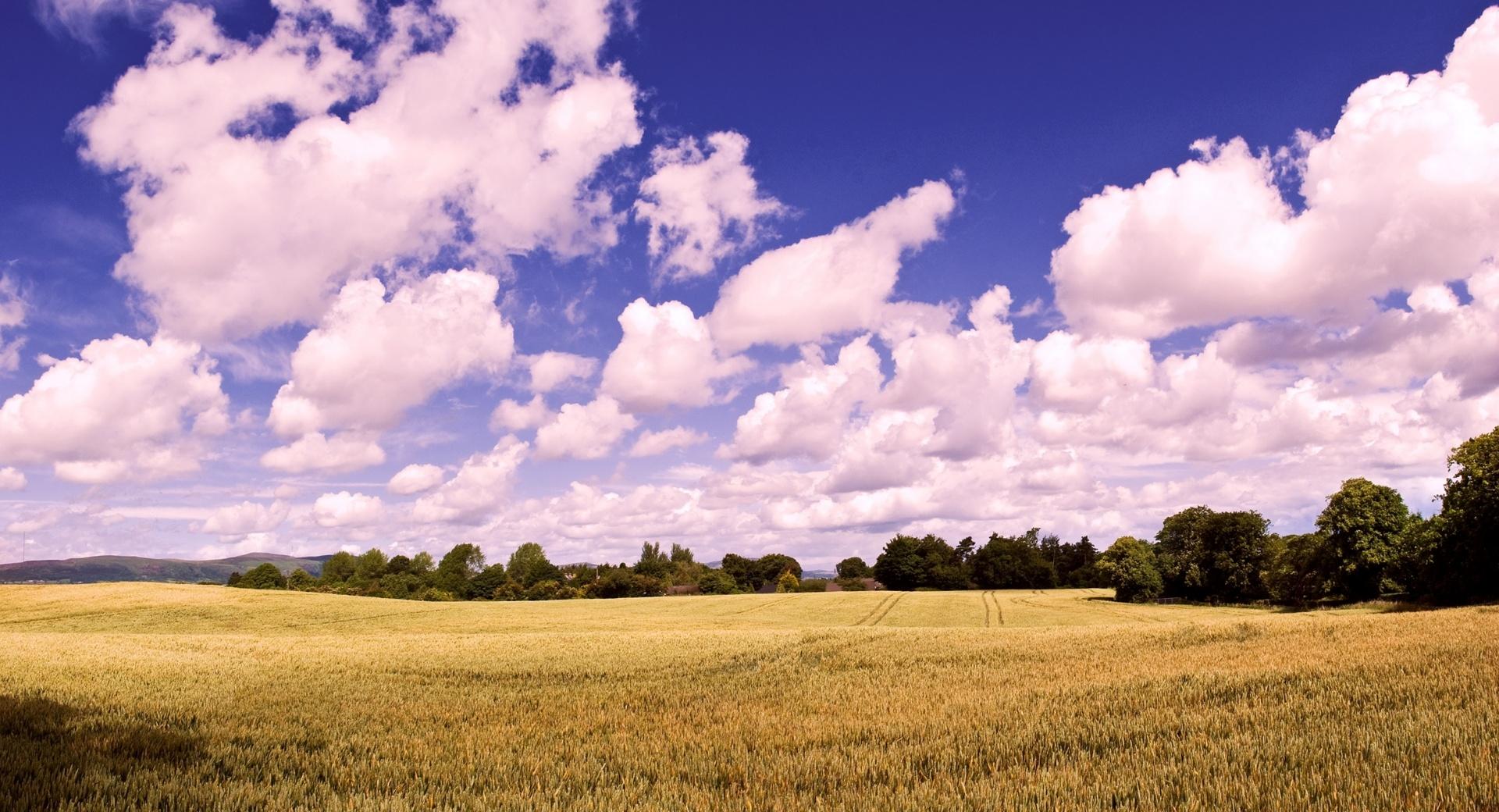 Amazing Summer Field at 640 x 1136 iPhone 5 size wallpapers HD quality