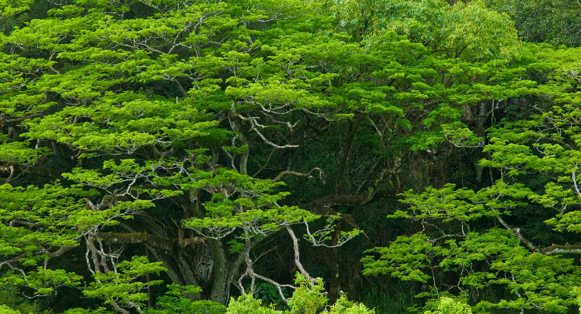 Amazing Trees, Waimea Valley, Hawaii at 1024 x 1024 iPad size wallpapers HD quality