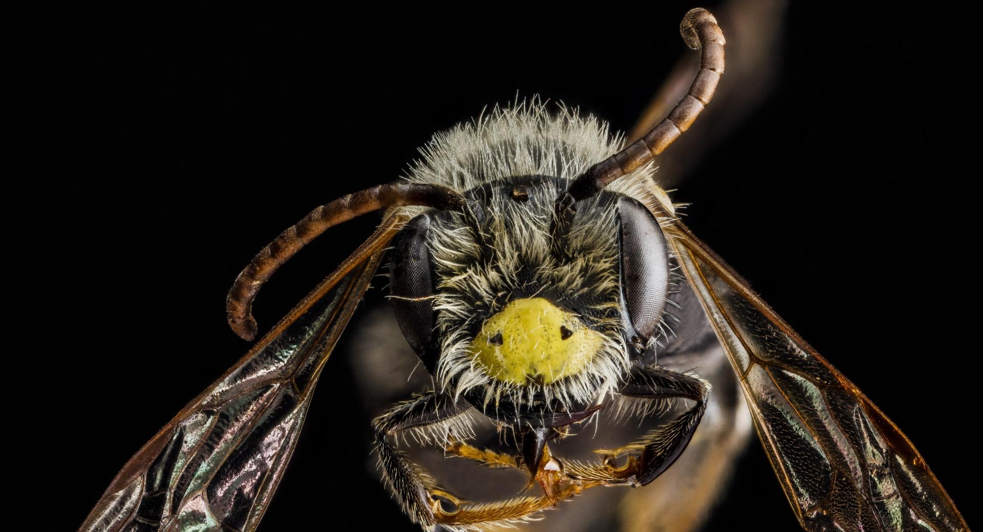 Andrena Banksi Bee Macro at 1152 x 864 size wallpapers HD quality
