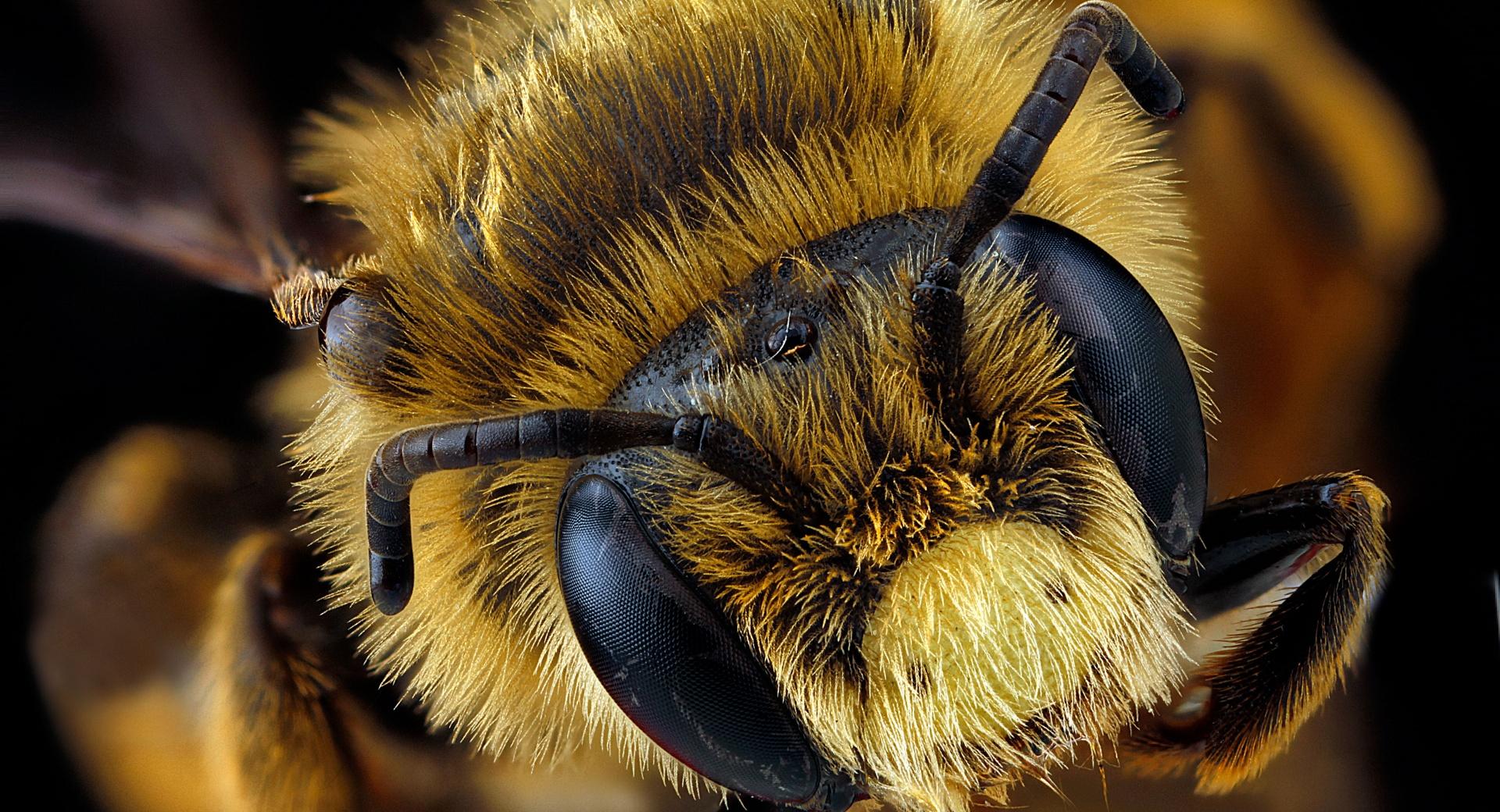 Andrena Rudbeckiae Mining Bee Head Macro at 1024 x 1024 iPad size wallpapers HD quality