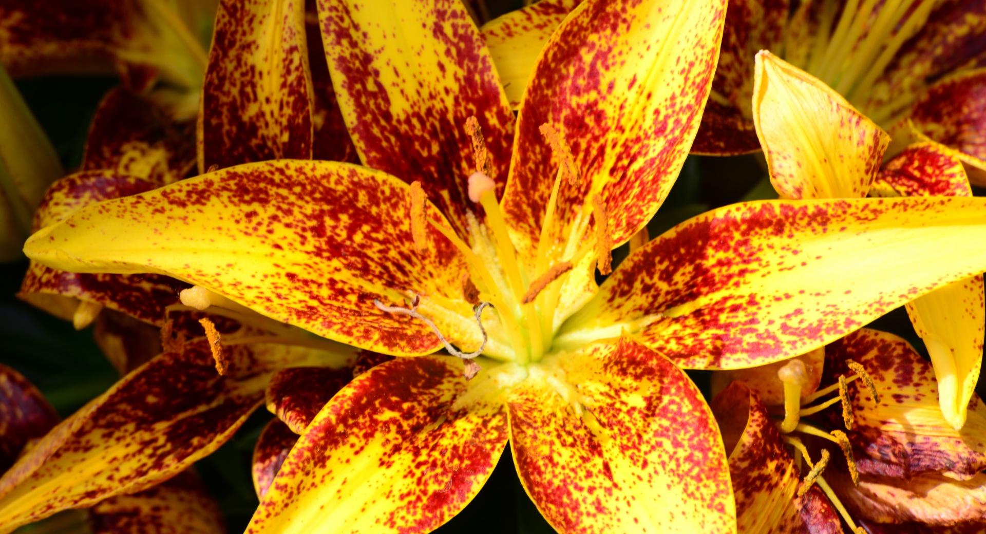 Asiatic Lily at 1152 x 864 size wallpapers HD quality