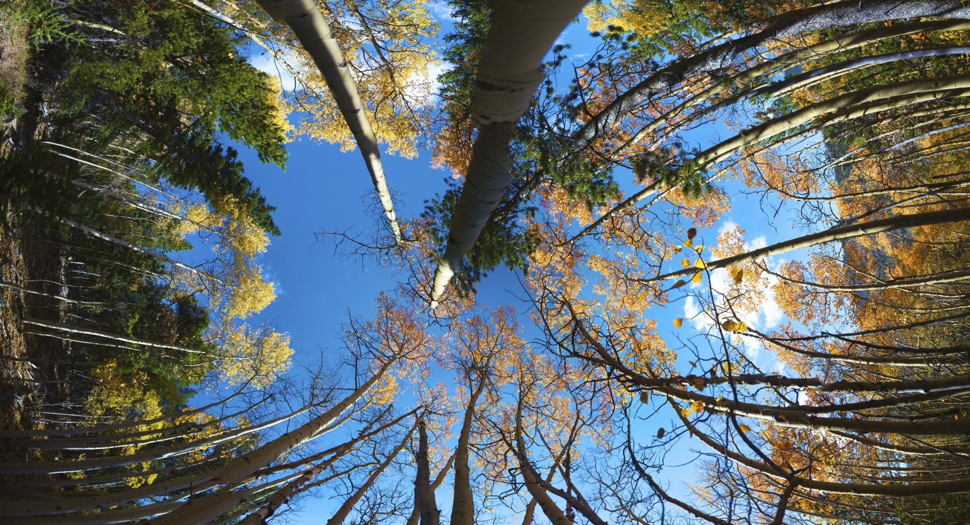 Aspen Forest FishEye at 750 x 1334 iPhone 6 size wallpapers HD quality