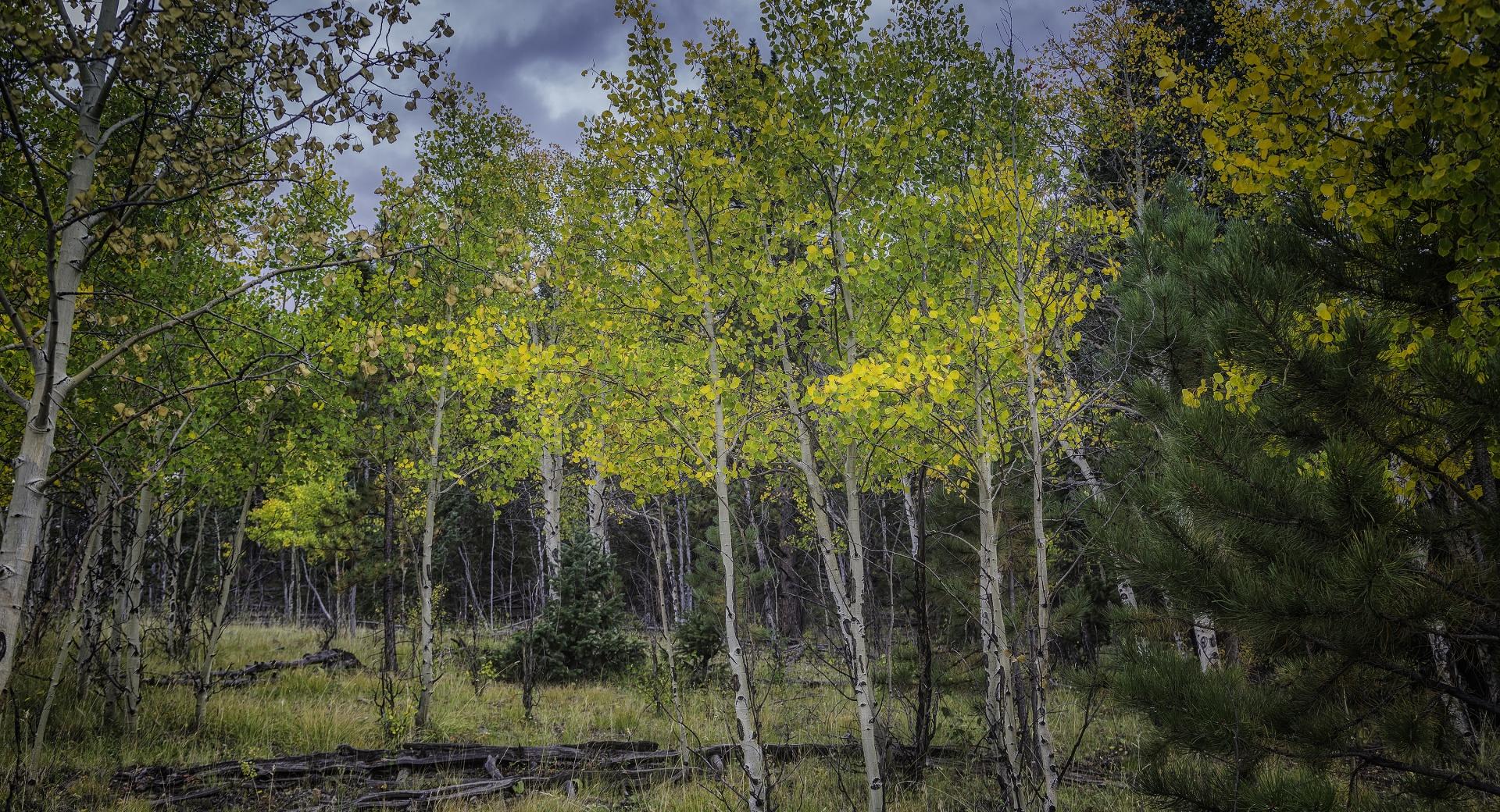 Aspen Trees Saplings at 750 x 1334 iPhone 6 size wallpapers HD quality