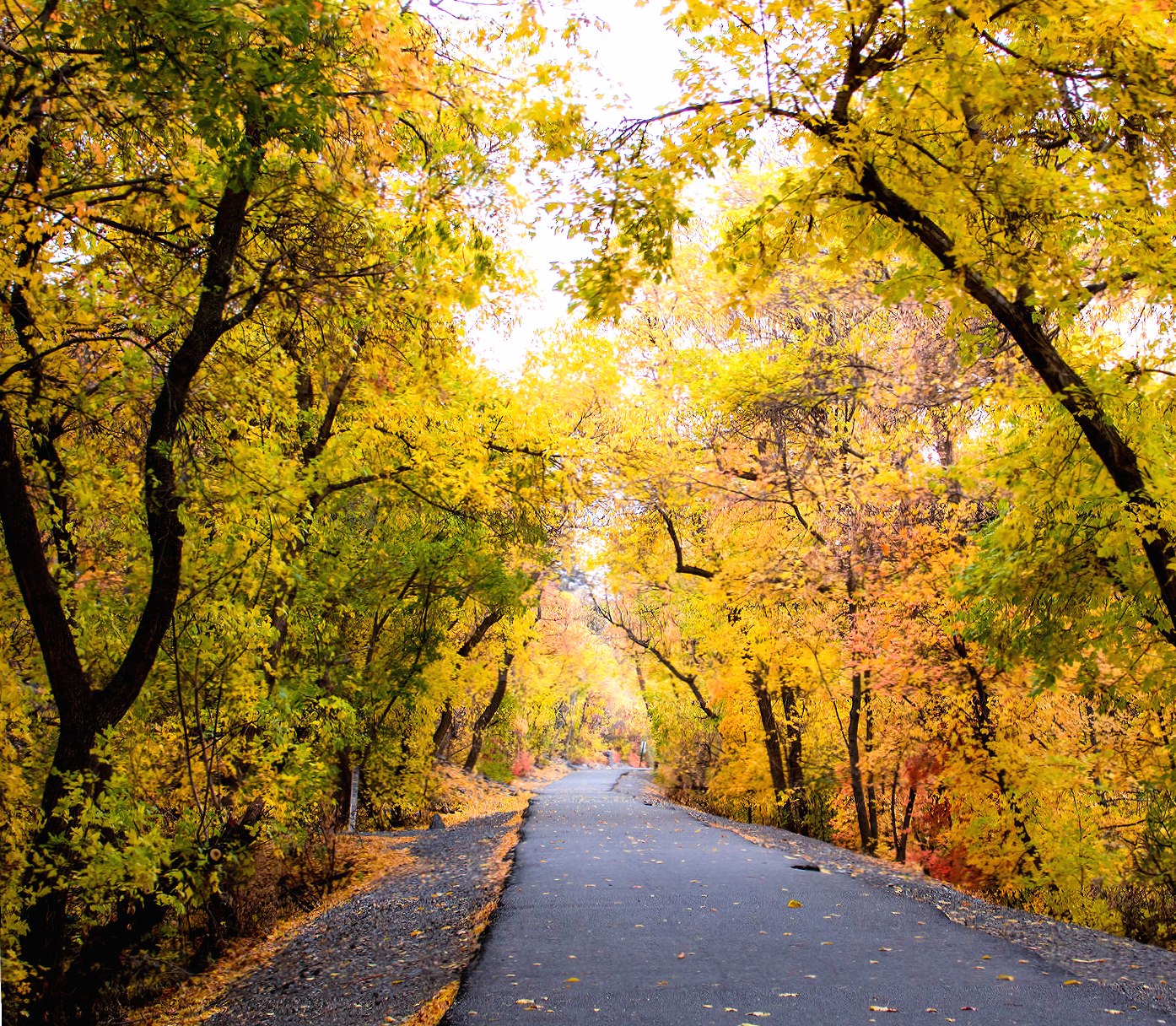 Autumn Pathway at 1152 x 864 size wallpapers HD quality