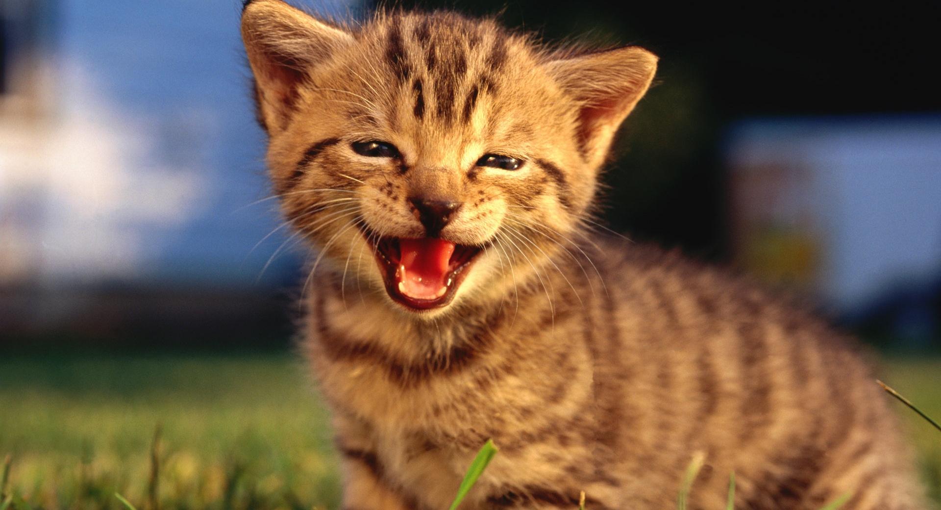 Baby Kitten Crying at 640 x 1136 iPhone 5 size wallpapers HD quality
