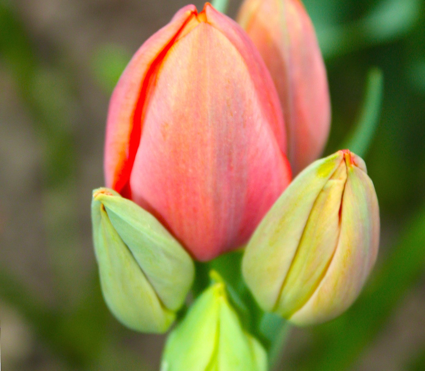 Baby tulips at 640 x 1136 iPhone 5 size wallpapers HD quality