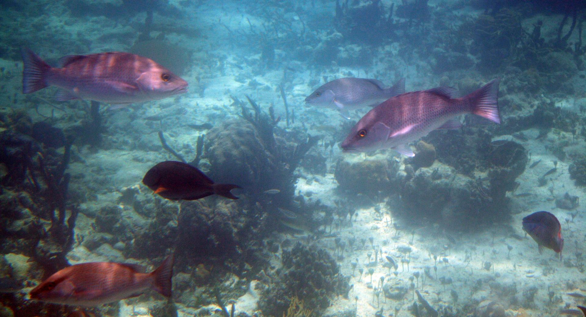Bahamas Fish at 2048 x 2048 iPad size wallpapers HD quality