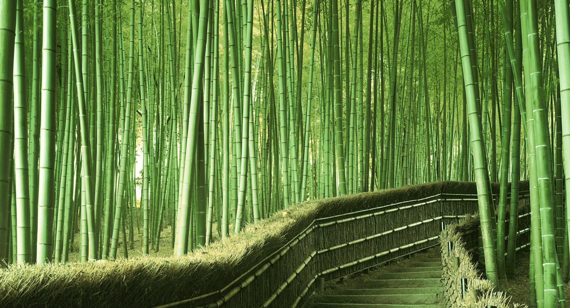 Bamboo Forest Background at 1024 x 1024 iPad size wallpapers HD quality