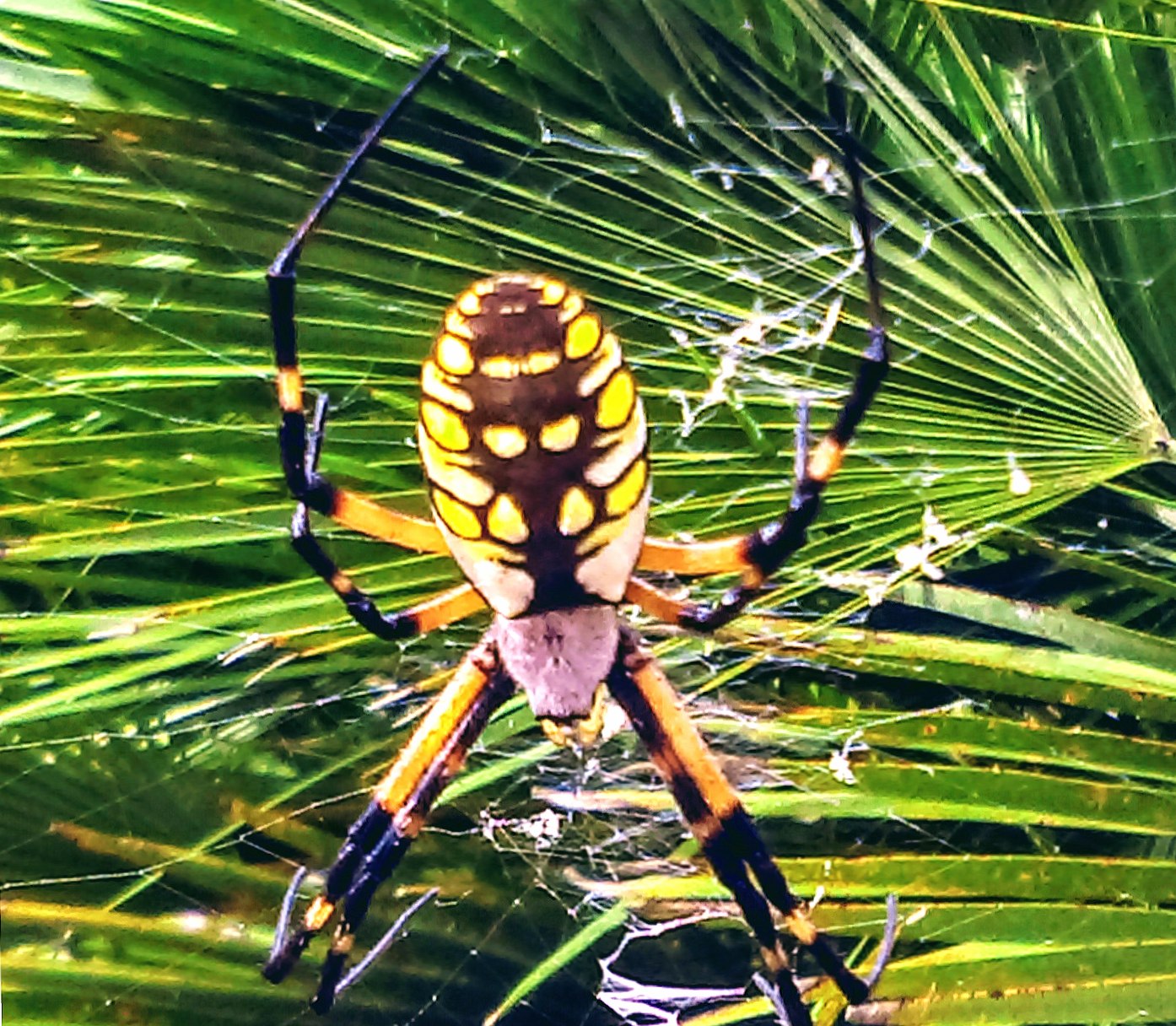 Banana Spider wallpapers HD quality