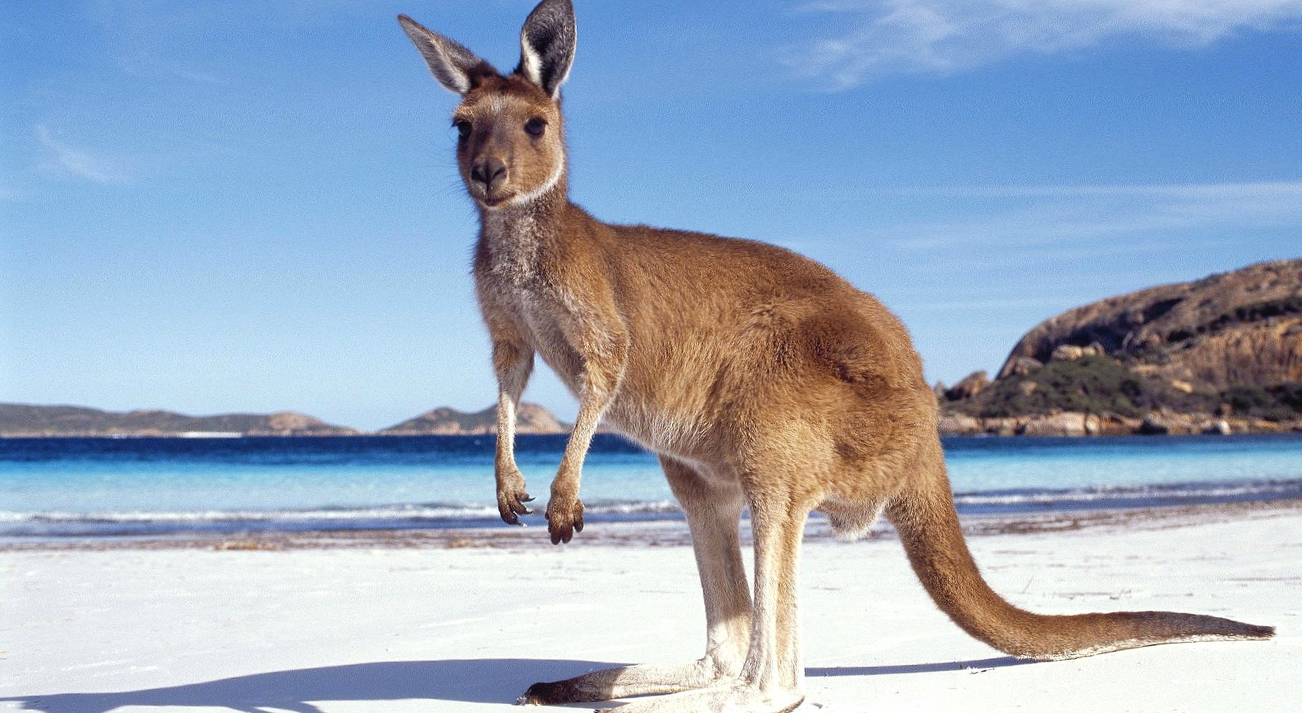 Beach kangaroo at 320 x 480 iPhone size wallpapers HD quality