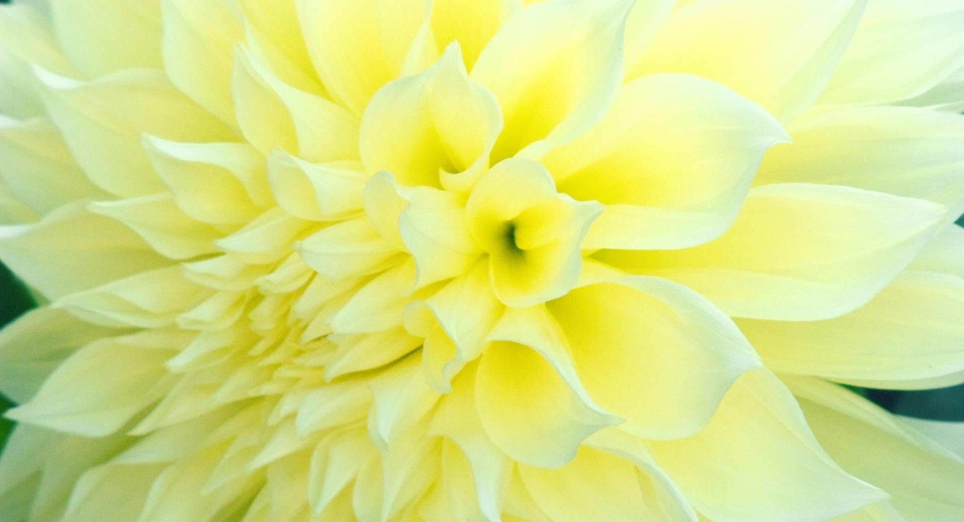Beaming Flower at 320 x 480 iPhone size wallpapers HD quality