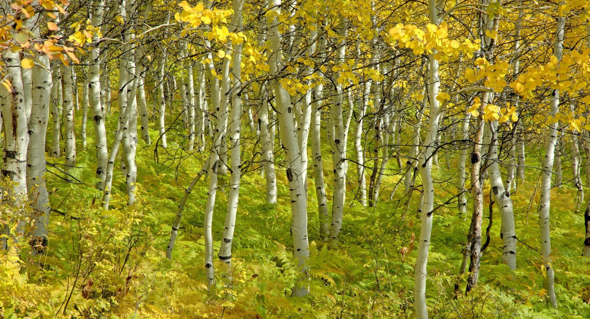 Beautiful Birch Forest at 640 x 1136 iPhone 5 size wallpapers HD quality