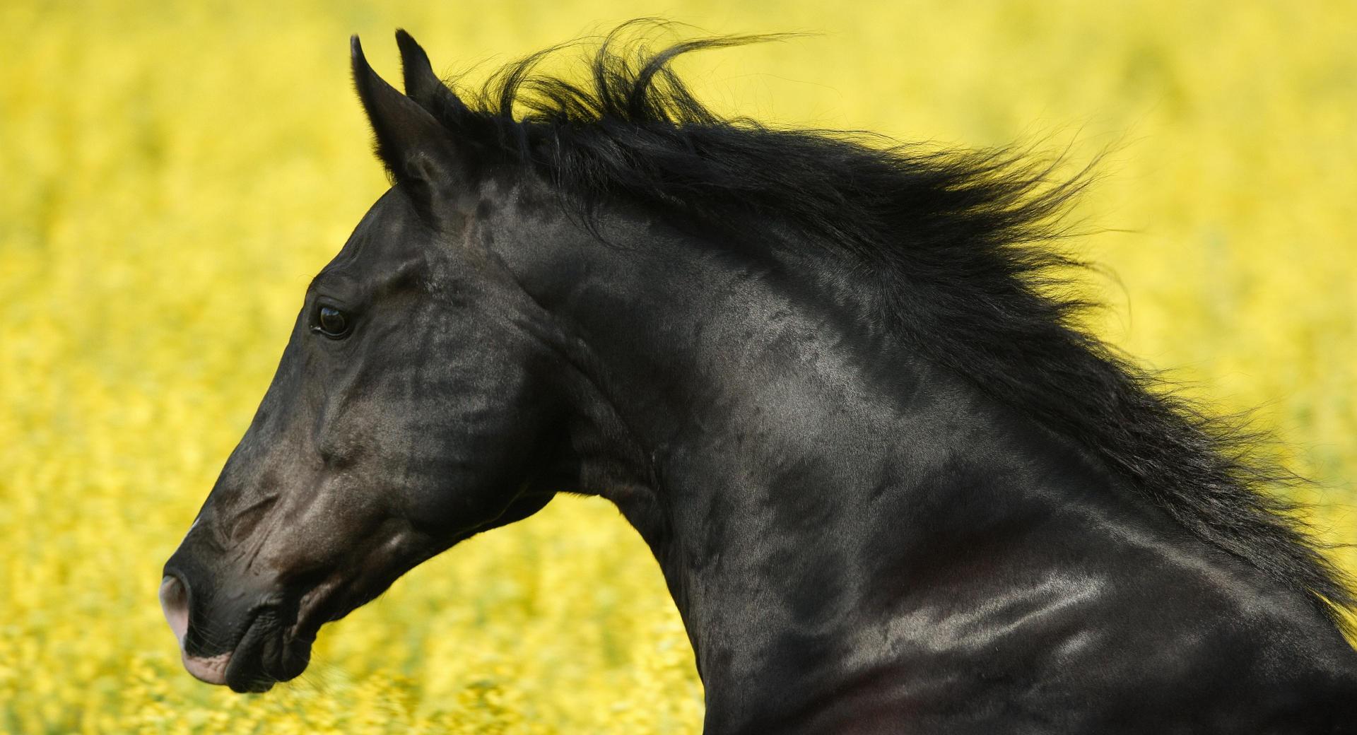 Beautiful Black Horse at 640 x 1136 iPhone 5 size wallpapers HD quality