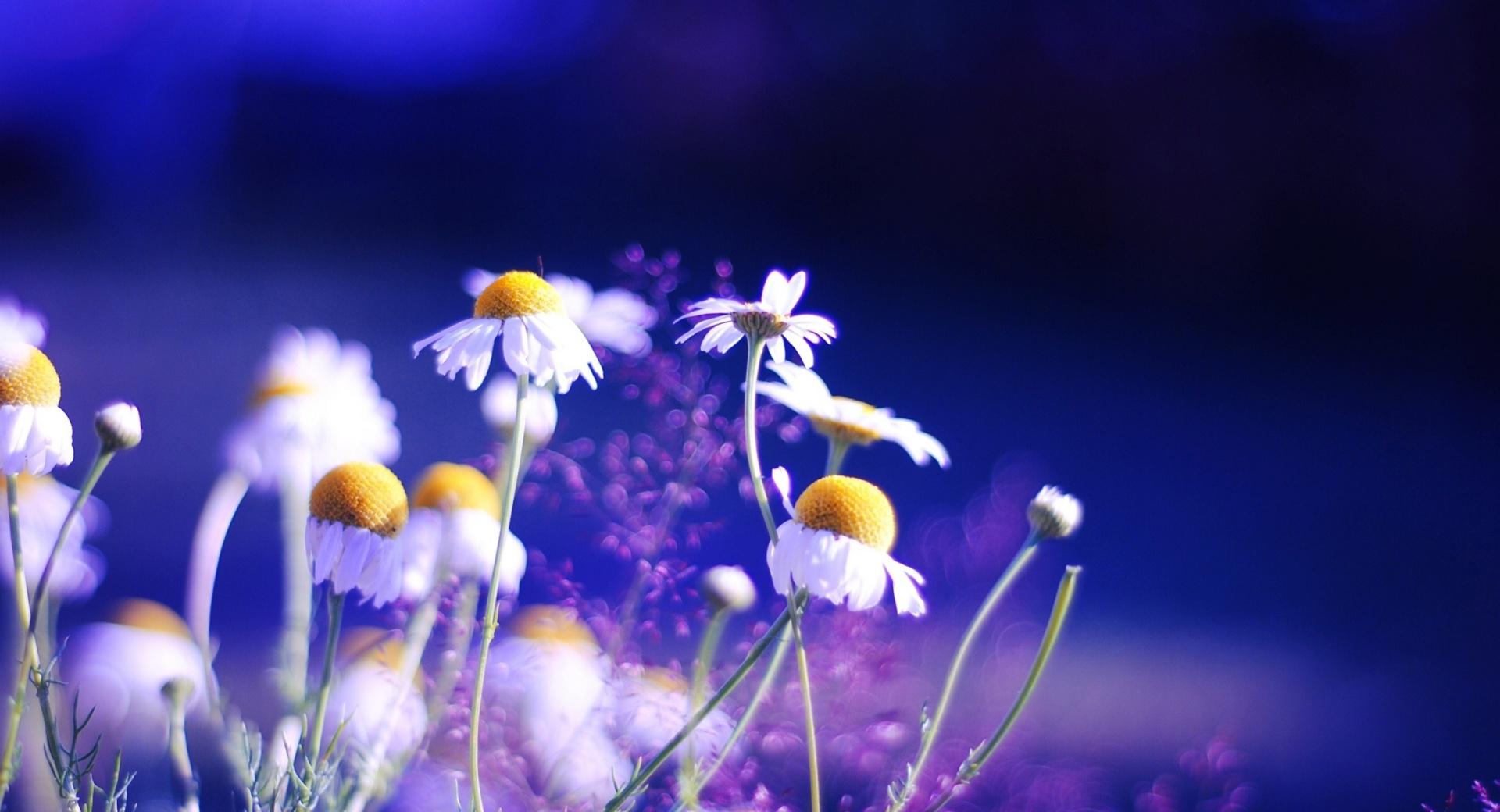 Beautiful Chamomile Flowers at 1024 x 1024 iPad size wallpapers HD quality