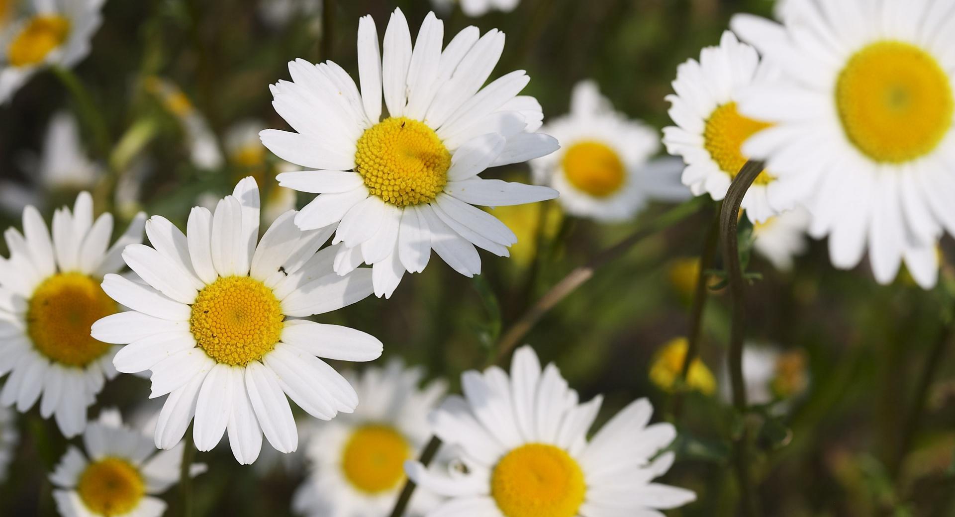 Beautiful Daisies at 750 x 1334 iPhone 6 size wallpapers HD quality