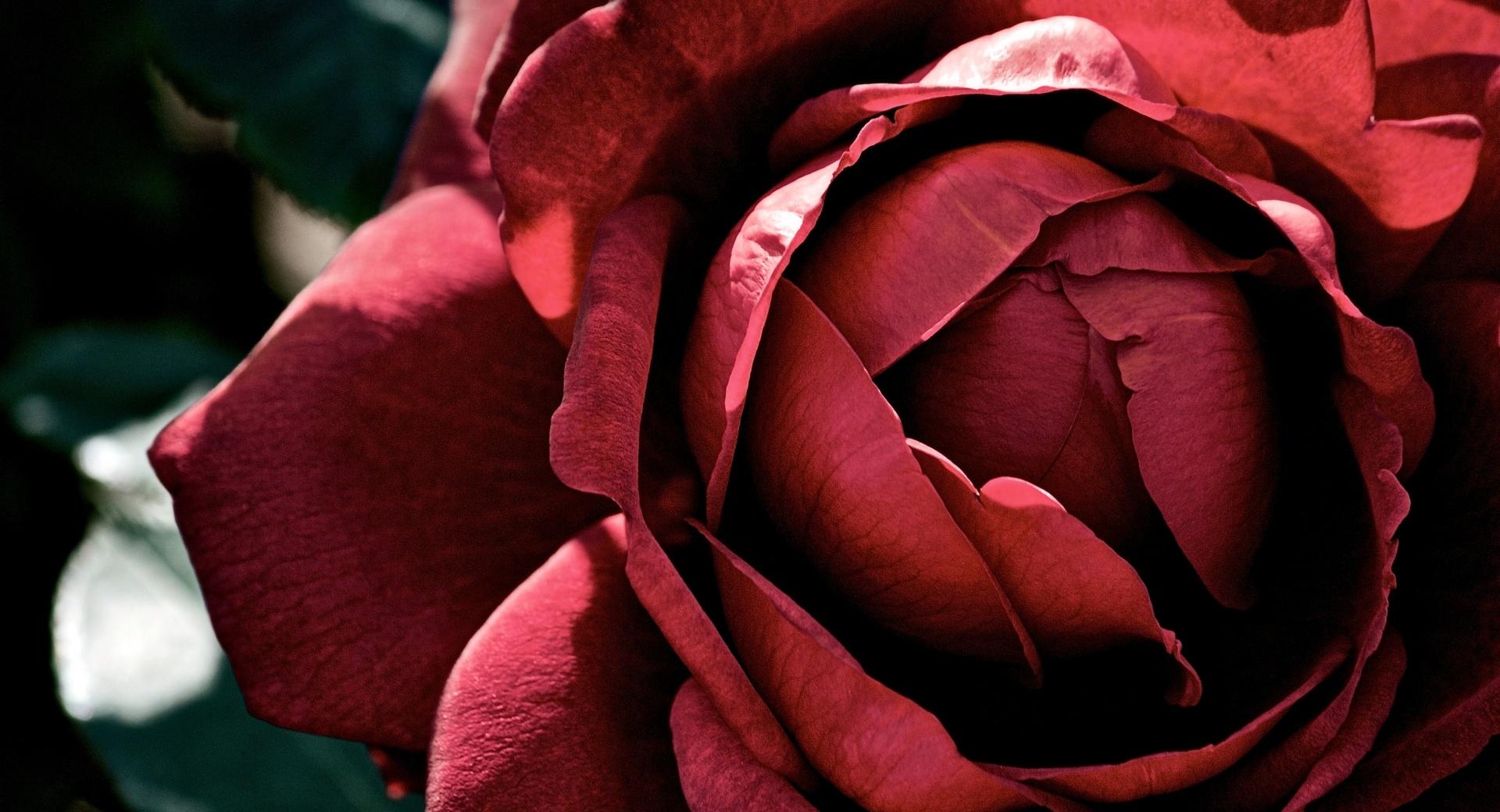 Beautiful Dark Red Rose at 1024 x 768 size wallpapers HD quality