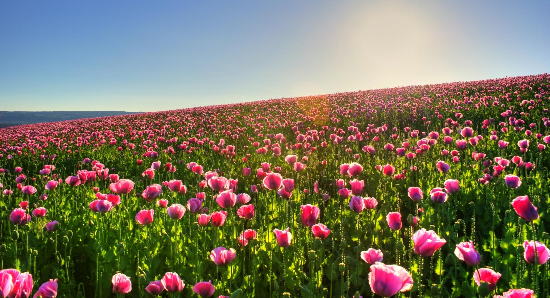 Beautiful Flower Field at 1024 x 1024 iPad size wallpapers HD quality