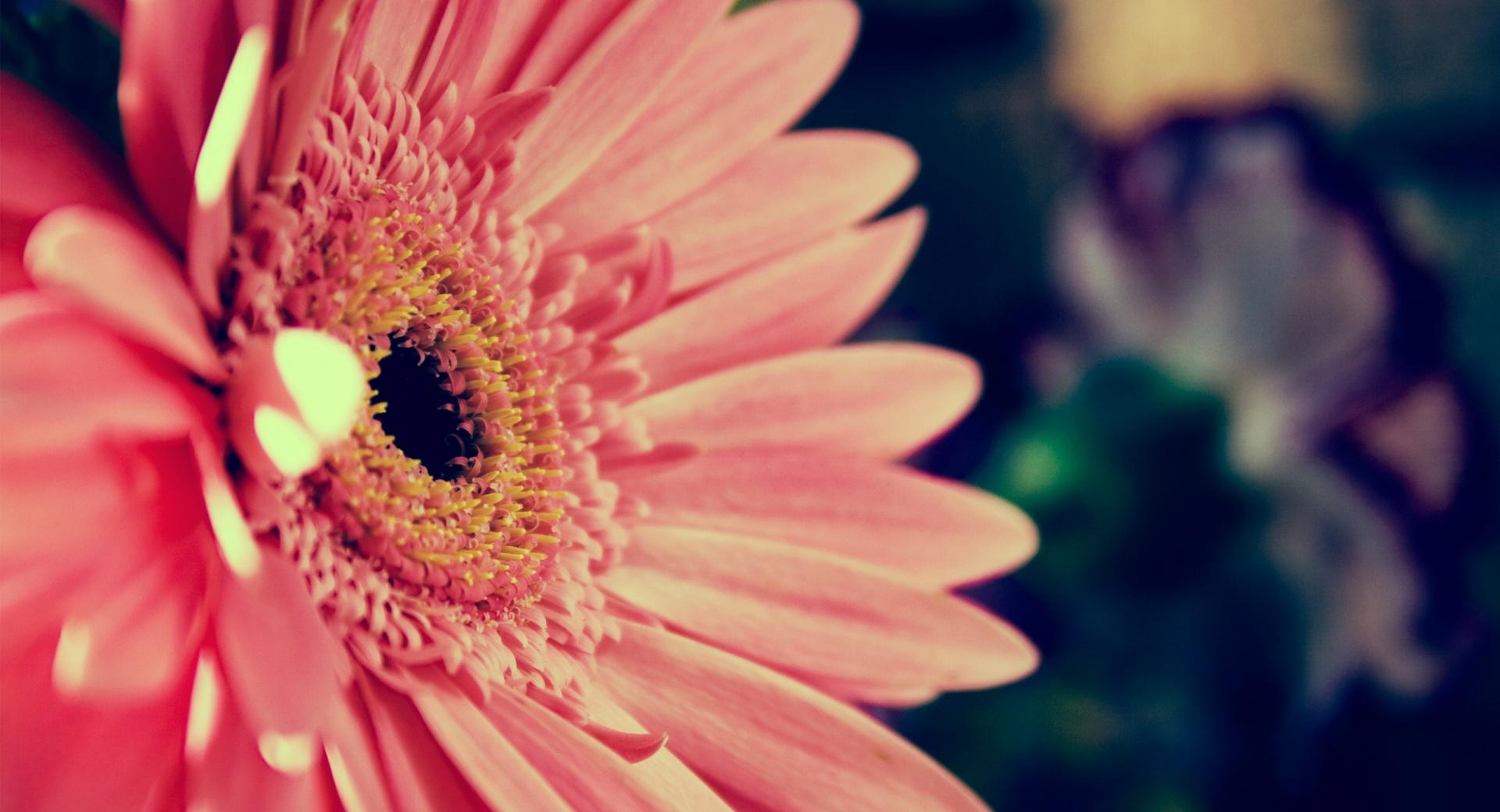 Beautiful Gerbera at 640 x 960 iPhone 4 size wallpapers HD quality