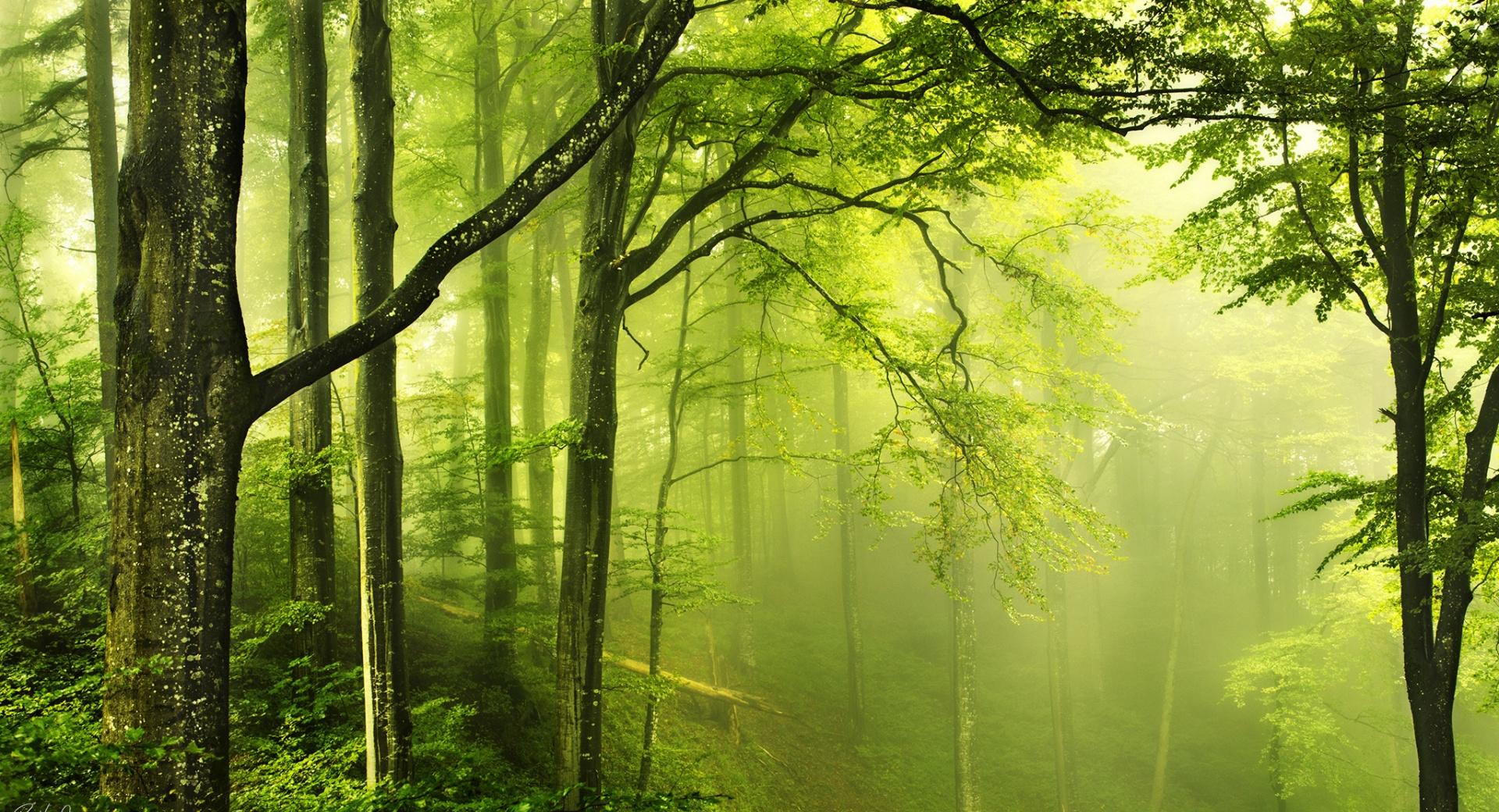 Beautiful Green Forest at 1152 x 864 size wallpapers HD quality