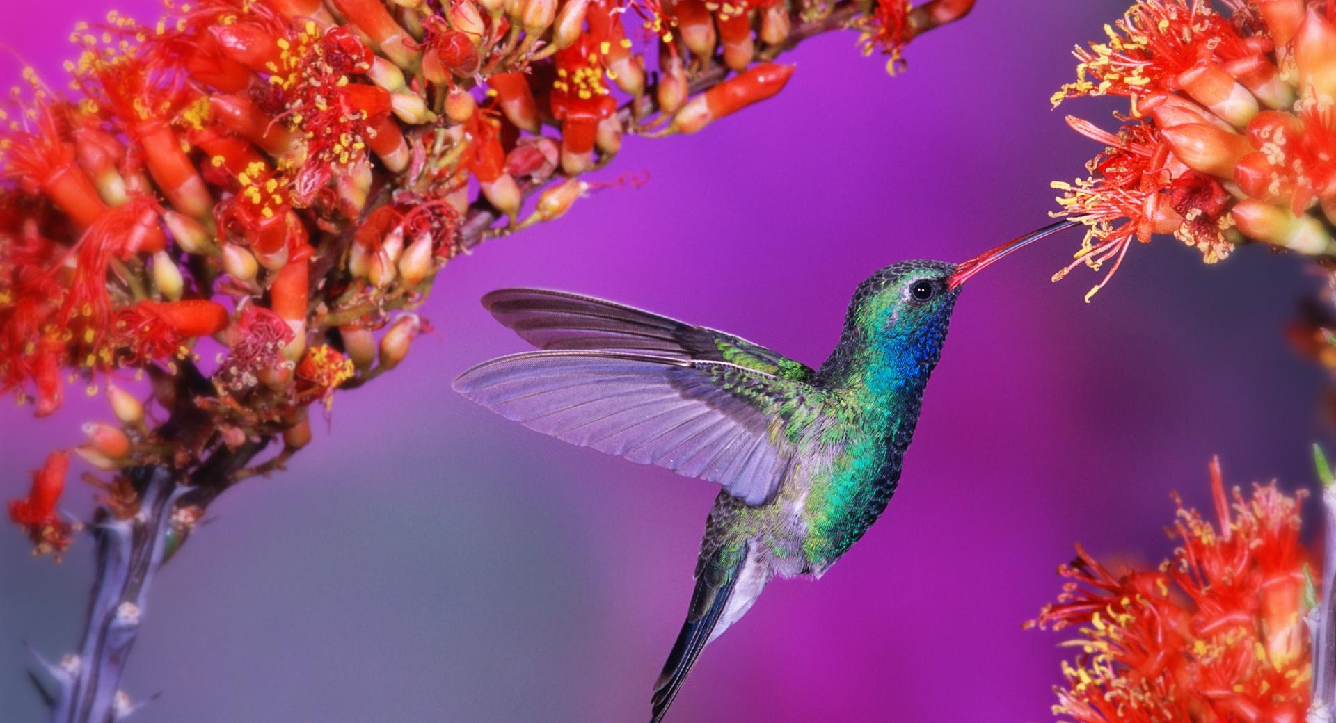Beautiful Hummingbird at 1024 x 1024 iPad size wallpapers HD quality