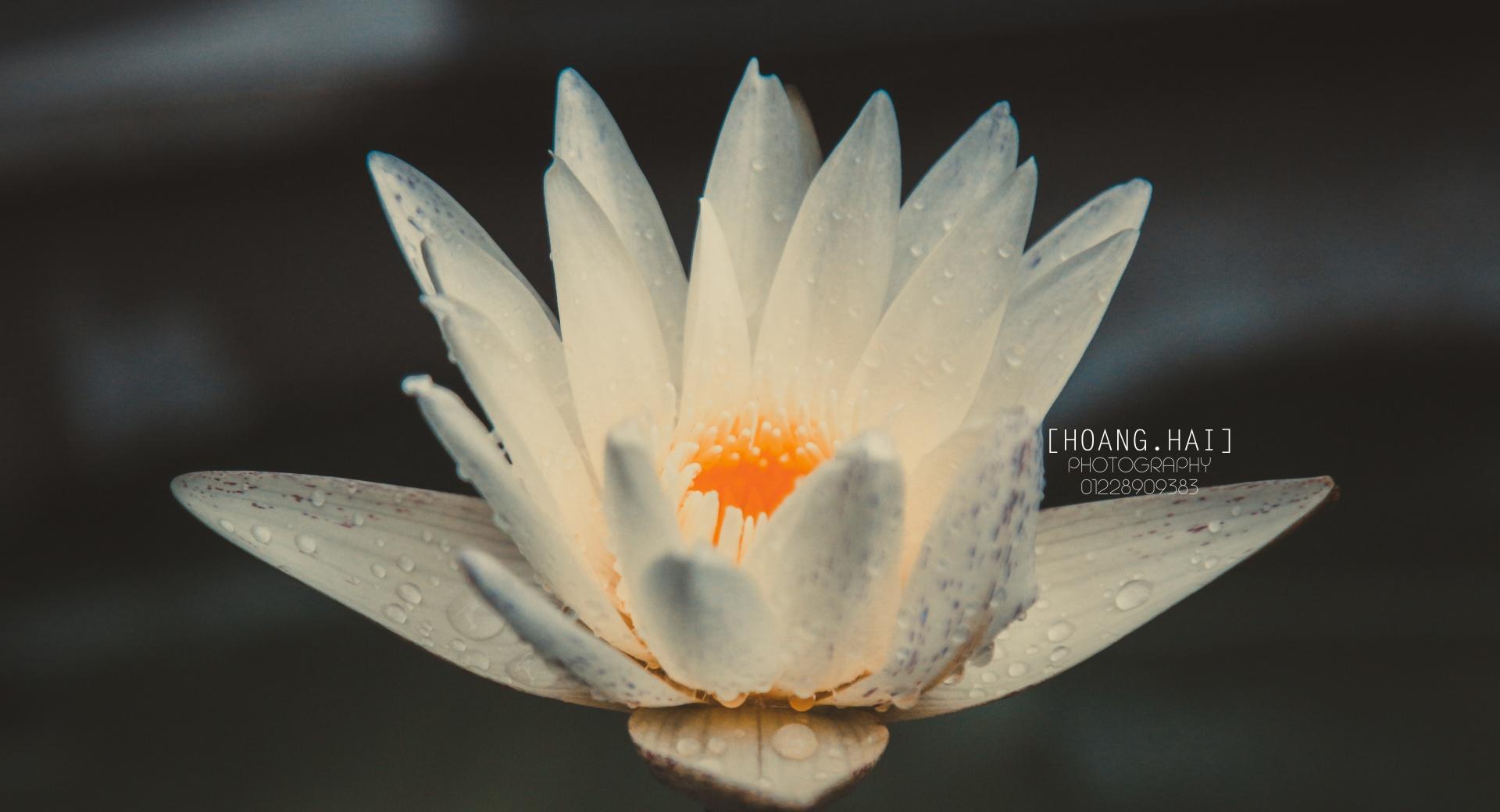 Beautiful in white Lotus at 1024 x 1024 iPad size wallpapers HD quality