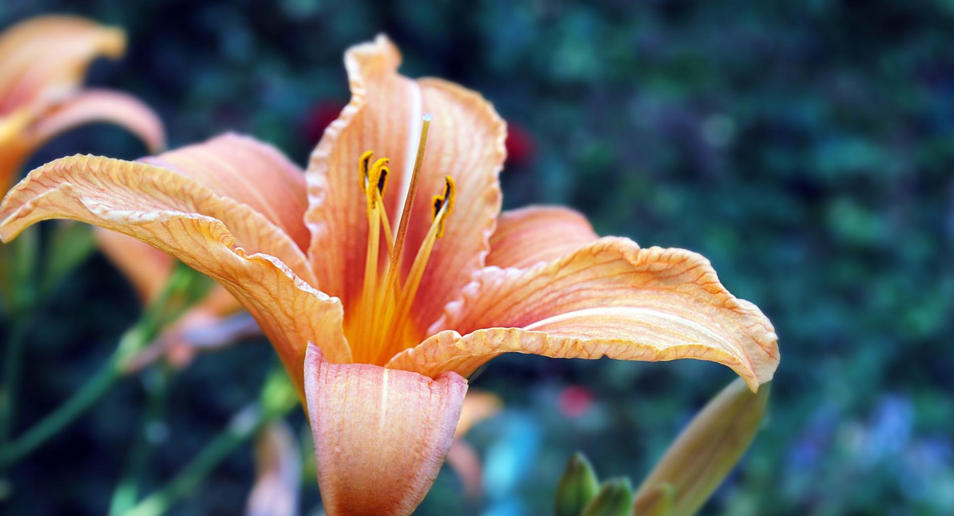 Beautiful Lily at 640 x 1136 iPhone 5 size wallpapers HD quality