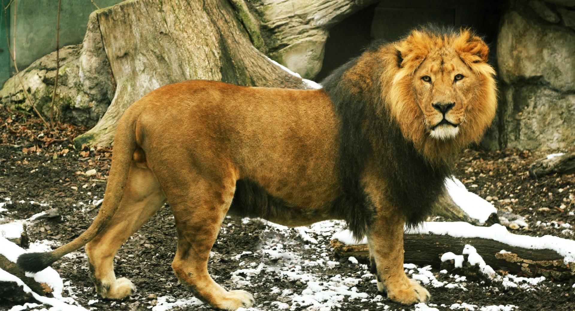 Beautiful Lion at 320 x 480 iPhone size wallpapers HD quality
