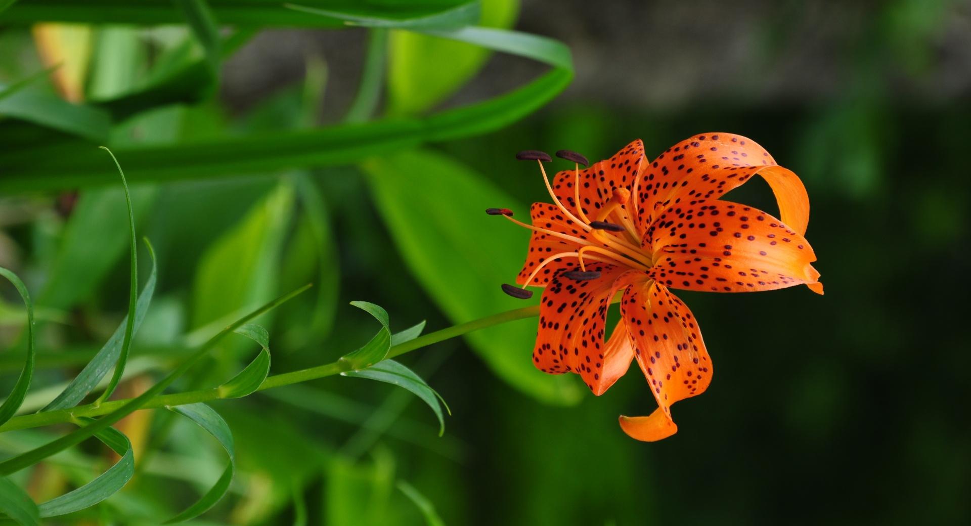 Beautiful Orange Lily wallpapers HD quality
