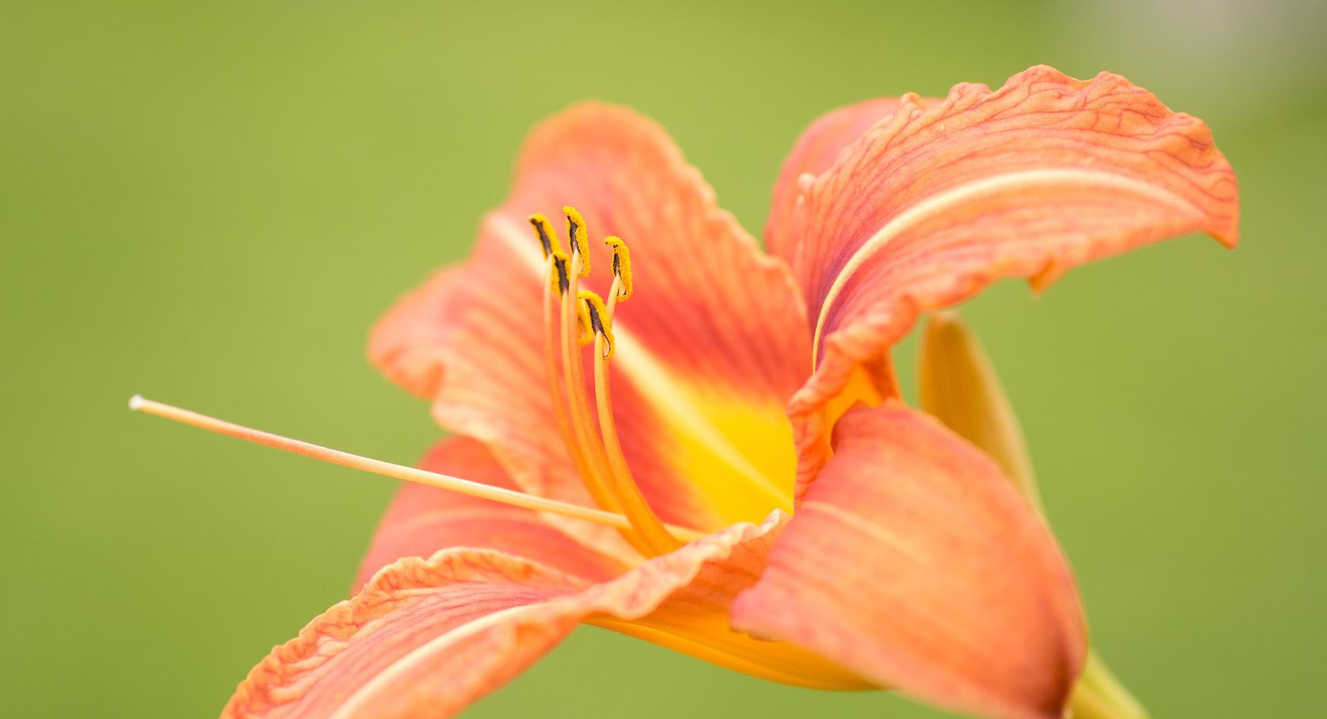 Beautiful Orange Lily Flower, Green Background at 1280 x 960 size wallpapers HD quality