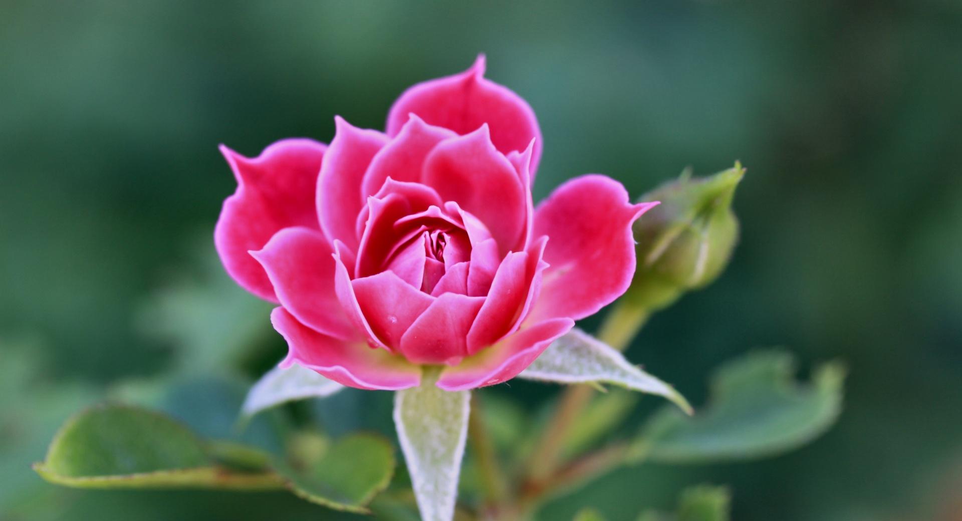Beautiful Rose Petals at 1024 x 1024 iPad size wallpapers HD quality